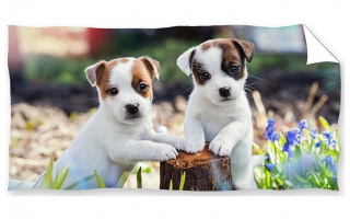 Osuška Bráškové Jack Russell Teriér - 70x140 cm